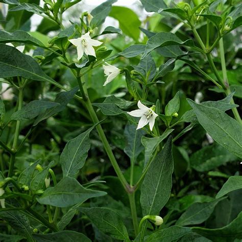 Chilli Plants Hot Burrito Six X Plug Pack By Acqua Garden