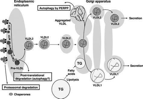 Apolipoprotein B Secretory Regulation By Degradation Arteriosclerosis