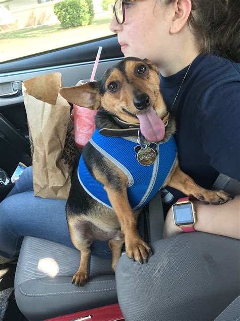 My dachshund/corgi mix pooch. Goes by Ranger, Rango, and dama. 😜 : r