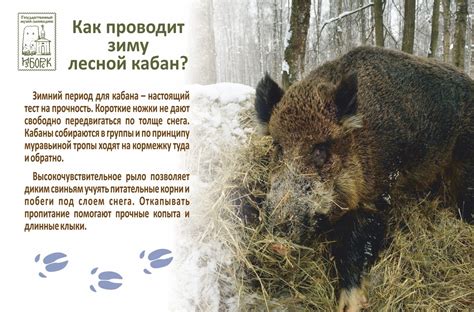 Кто как зимует? - Изборск