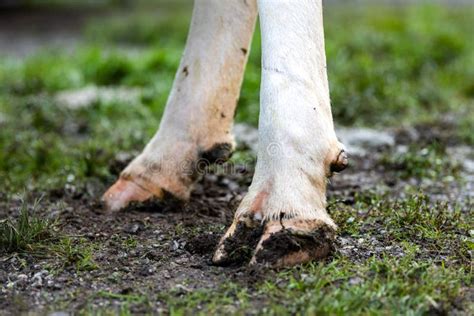 481 Cow Feet Photos - Free & Royalty-Free Stock Photos from Dreamstime