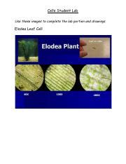 Images For Elodea Onion Cheek Cell Microscope Lab Pdf Cells Student