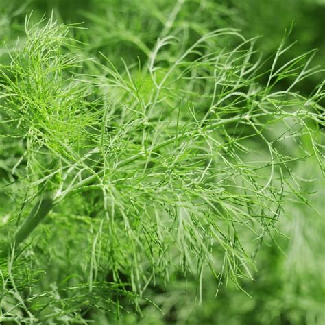 Sweet Fennel Irish Seed Seeds Stuff Seeds Ireland