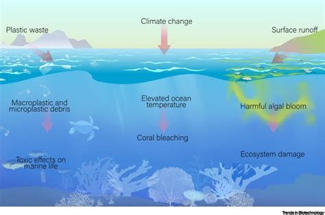 Ocean Ecosystem Biotic And Abiotic Factors