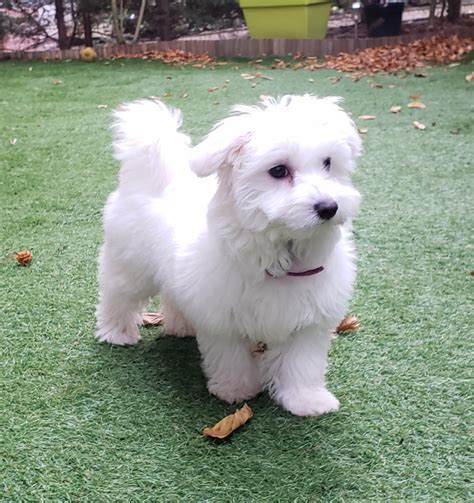 Chiots Bichon Maltais Levage Du Bois Foucher