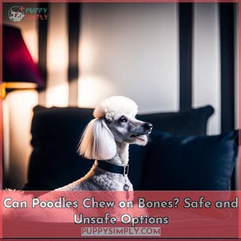 Can Poodles Chew On Bones Safe And Unsafe Options