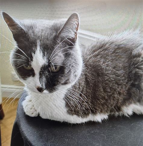 GP - ☆☆ Missing Female Cat ☆☆ This beautiful girl is missing from the