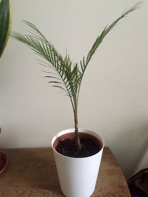 Финики как растут дома (74 фото) - фото - картинки и рисунки: скачать ...