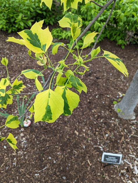 Plant Picks: Majestic Beauty Tuliptree