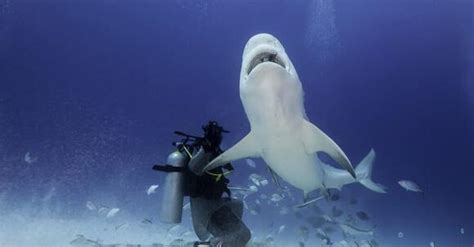 Scientists Confirm Sharks Travel More than 1,000 Miles up the