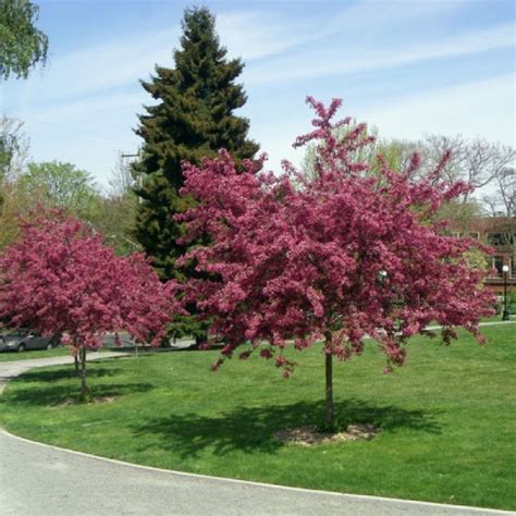 Crataegus laevigata Pauls Scarlet Pirosvirágú galagonya