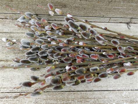 Pussy Willow Branches Tall Stems Straight Fresh Twigs Bouquet Real Woodland Spring