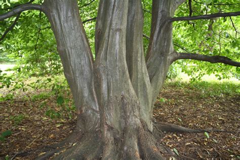 Hornbeam, American (Musclewood) | Nebraska Forest Service | Forest ...