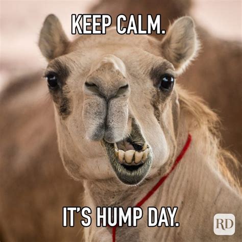 25 Hump Day Memes That Make Wednesdays Bearable Readers Digest