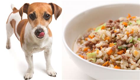 Easy Recipes for Homemade Dog Food - Rocky Kanaka