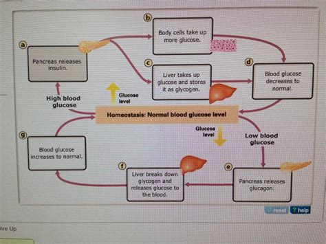 31 The Diagram Shows The Steps In The Homeostasis Pathway That Occur