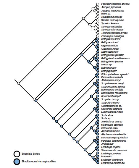 Of Eyes And Sex In Lizardfishes Deep Sea News