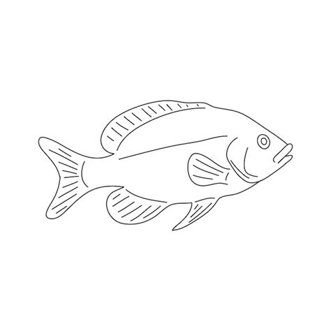 Tilapia Drawing And Label At Melva Rainey Blog