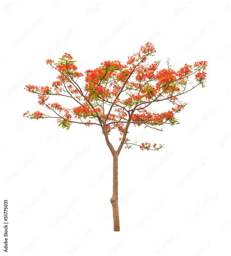 Royal Poinciana Or Flamboyant Tree Delonix Regia Tropical Tre Stock