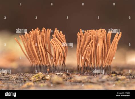 Chocolate Tube Slime Mold Stemonitis Sp Brown Fruiting Bodies