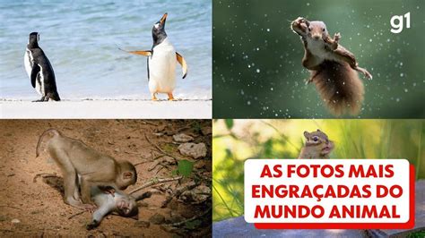 Arremesso de canguru urso de três cabeças e DR entre pinguins veja