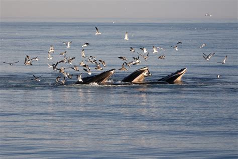 Asociación Española de Marina Civil - Comprender las operaciones de