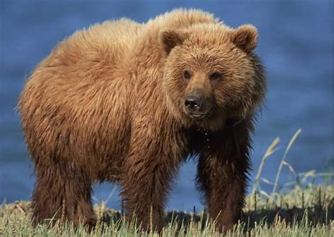 Grizzly Bear Behavior - AnimalBehaviorCorner