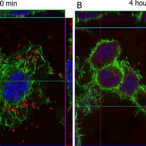 Trypan Blue Assay Of Hct116 Cells Irradiated With Green Laser Cells Download Scientific