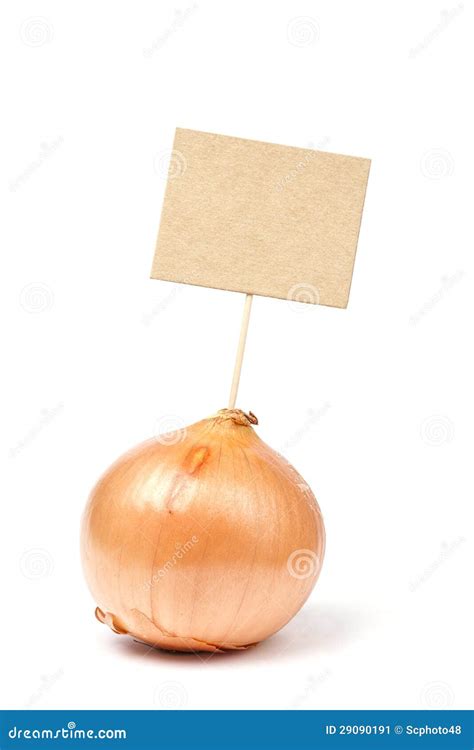 Single Onion On White Stock Image Image Of White Leaves 29090191