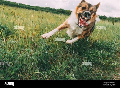 Angry Aggressive Mad Dog Running Outdoors In Green Meadow On Camera