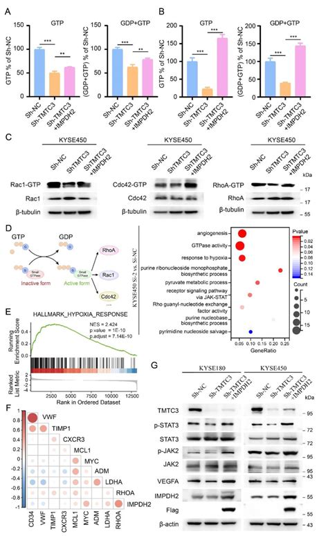 Rhoa Rac1 Cdc42 Activation Assay Combo Kit Cell Biolabs Inc Bioz