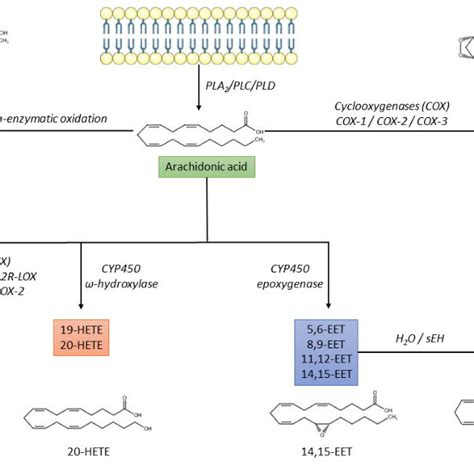 Biochemical Pathways Of Arachidonic Acid Metabolism Cyp Cytochrome