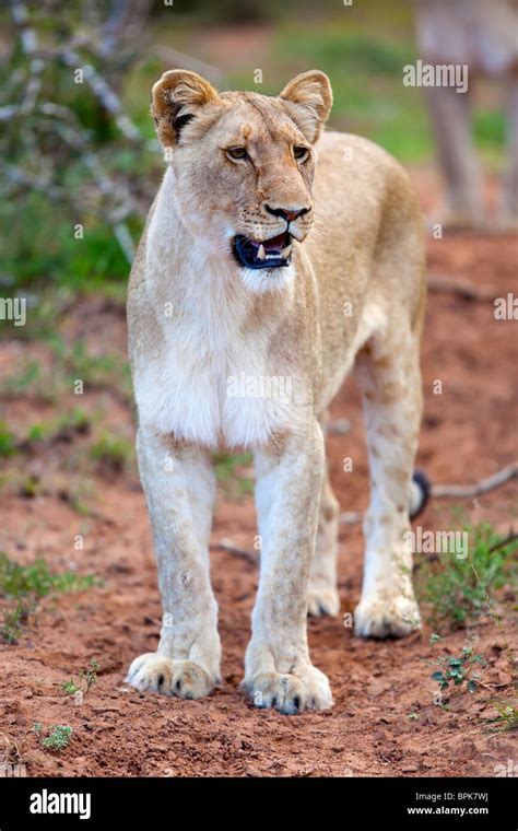 Head On Full Body Photograph Of A Adult Lioness Stock Photo Alamy