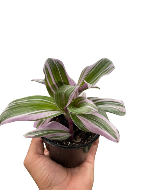 Tradescantia 'Nanouk' – PlantsandTrees.com