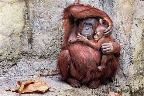 Orangutan Baby And Mom - Captions Trend Today