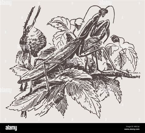 Tenodera Sinensis Sinensis Stock Vector Images Alamy