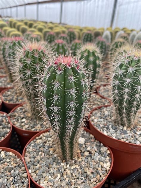 Pachycereus Pringlei False Saguaro Cardon Live Plant Etsy