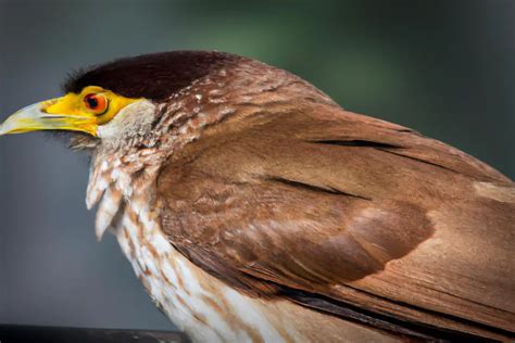 5 Aves Que Hacen Nidos En El Suelo Aves Mundo