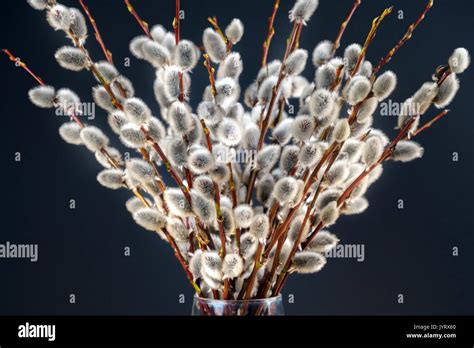 Pussy Willow Bunch On Dark Background Closeup Stock Photo Alamy