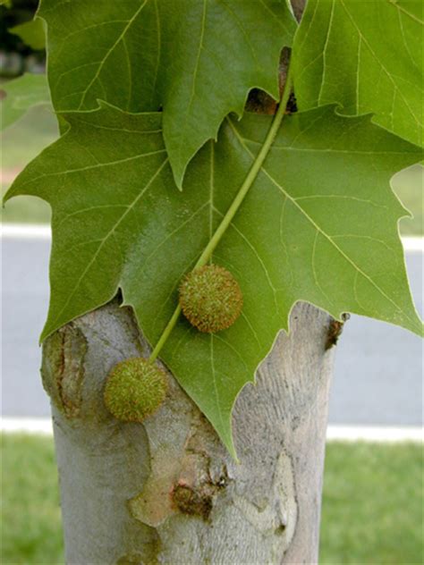 Platanus occidentalis