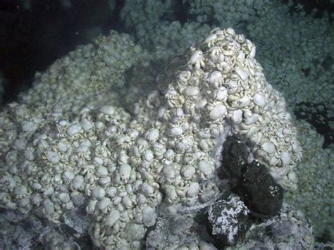 Hirsute Hoff Crabs Grow Food In Their Hair