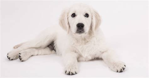 Why Do Dogs Whine The Animal Rescue Site