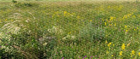 Tall Blooming Grass Vishopper