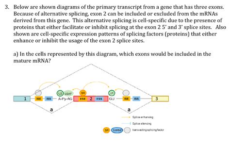 Solved 3. Below are shown diagrams of the primary transcript | Chegg.com