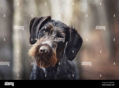 German Wirehaired Pointer Portrait Stock Photo Alamy