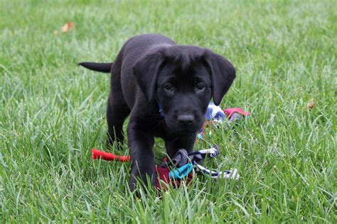 Dog Black Labrador Puppy