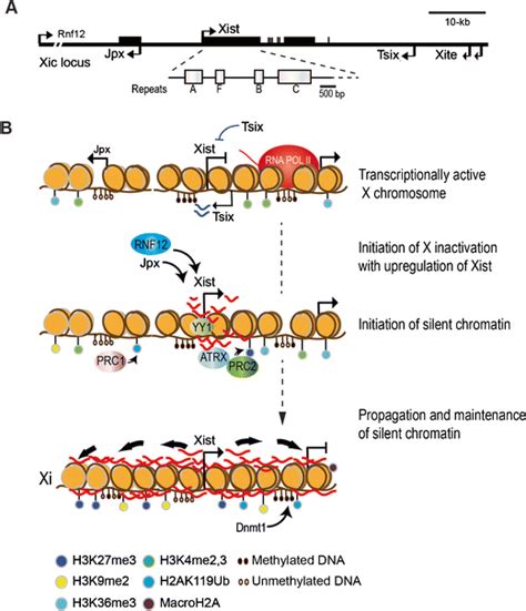 Stages Of Random X Chromosome Inactivation A Mouse X Inactivation