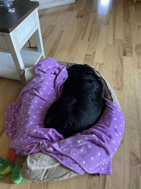 Sweet senior dog adopted after 10 years in shelter now 'living her best