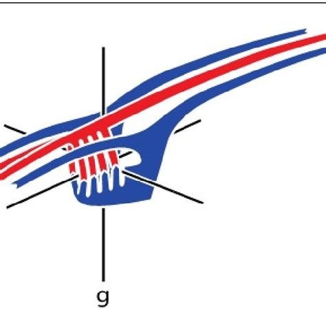 Schematic Of Basic Fish Circulation The Head Is To The Left And The