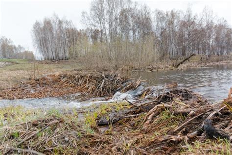 Beaver Dam. the Dam Constructed by a Beaver. House of a Beaver Stock Image - Image of tree ...